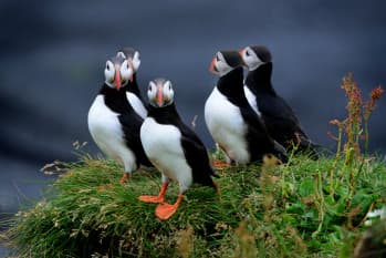 Le macareux en islande