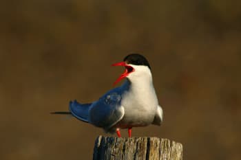 Les oiseaux en Islande