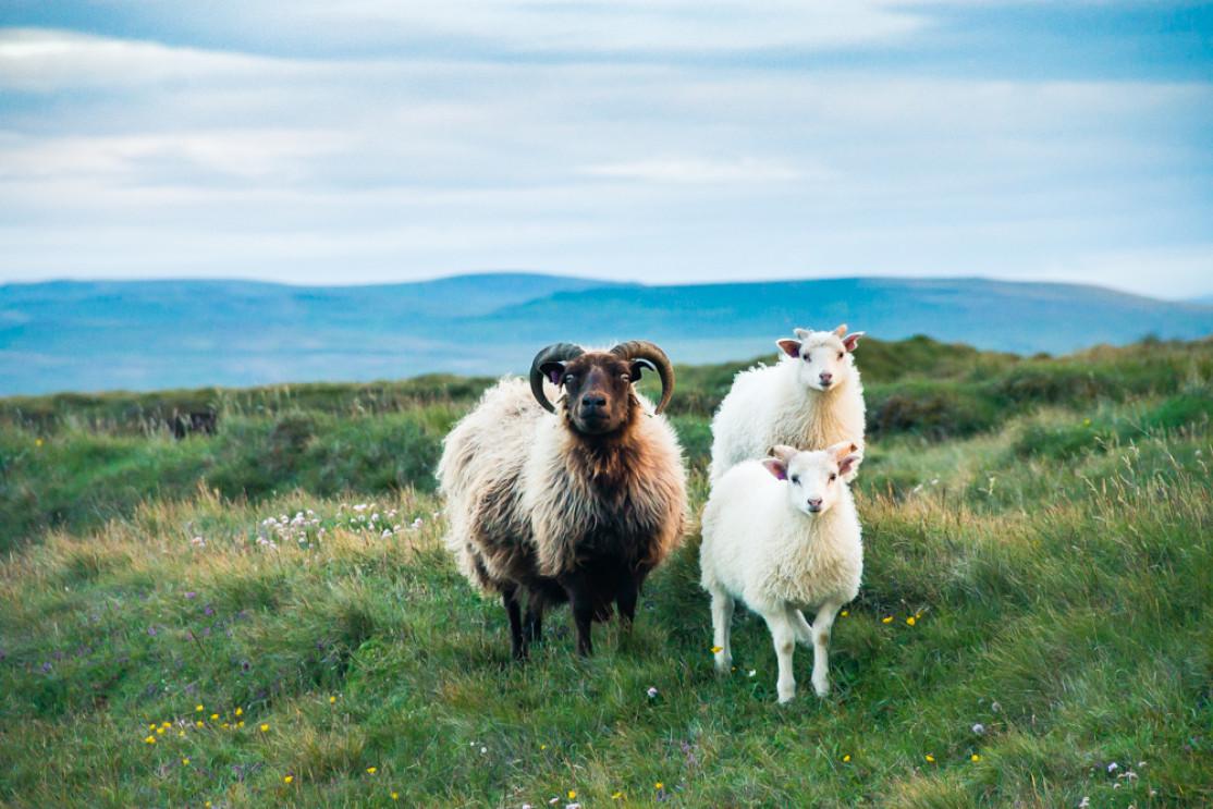 La faune en Islande