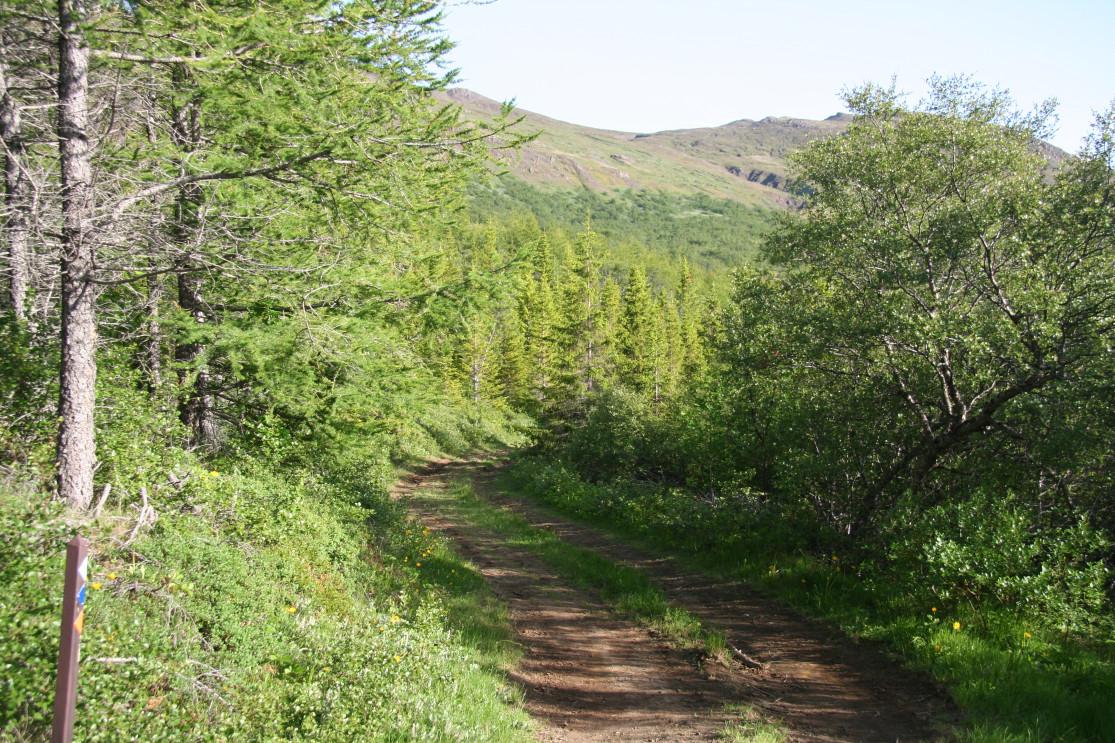 La forêt d’Hallormsstaður