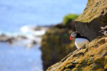 Ingólfshöfði : le cap et ses macareux