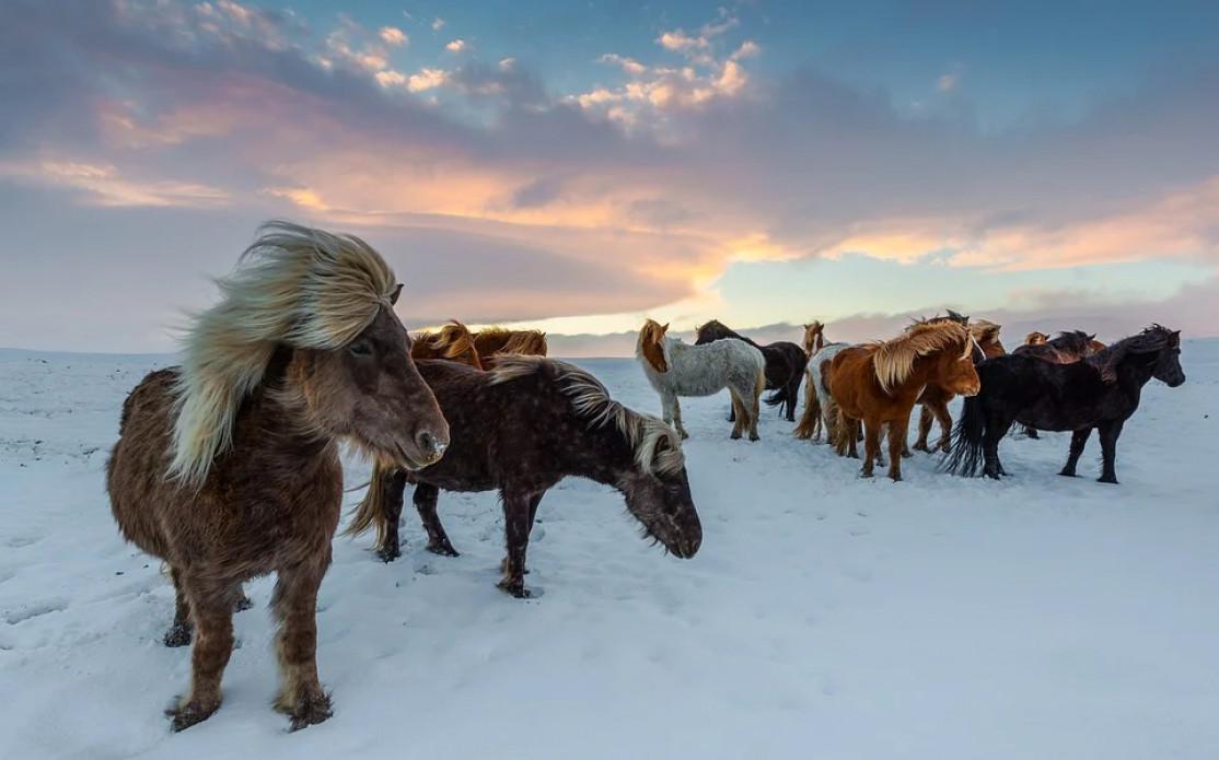 Le cheval islandais et les randonnées