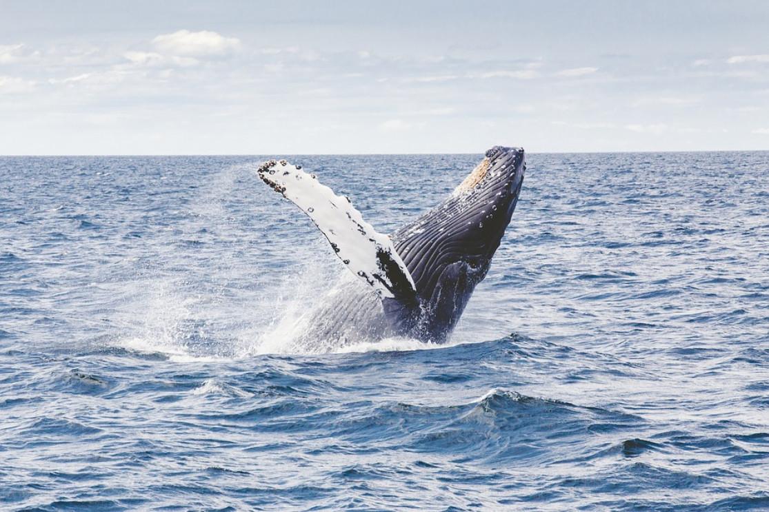 L'observation des baleines en Islande