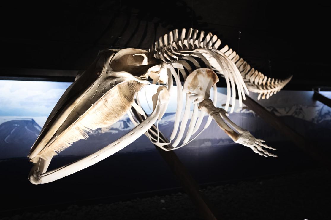 Le musée de la baleine de Húsavík